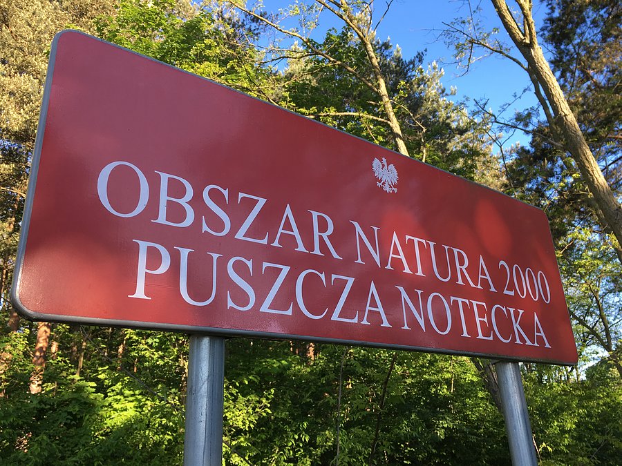 Puszcza Notecka / okolice Kruteczka