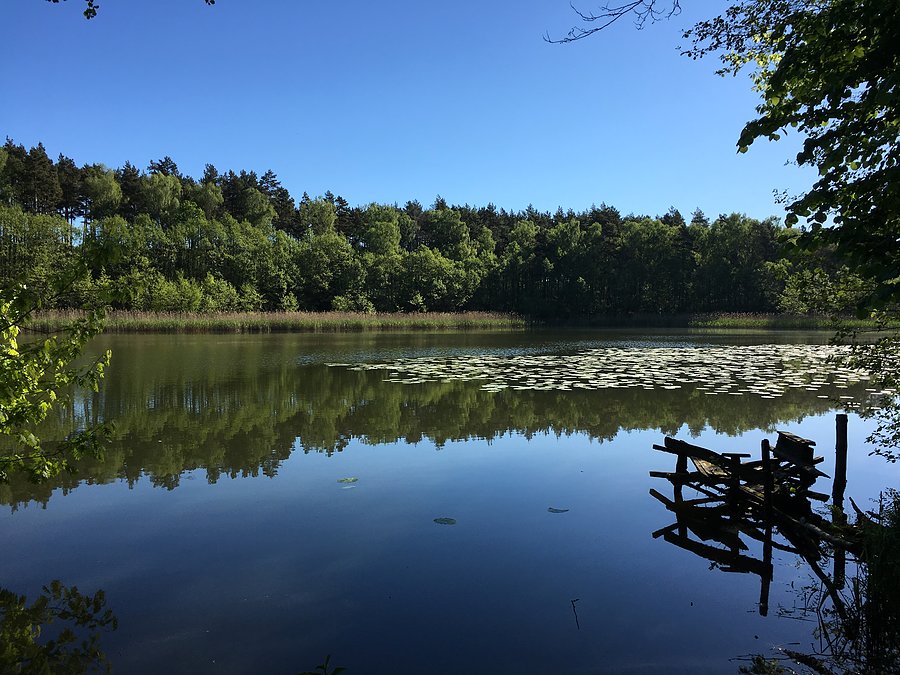 Jezioro Bucharzewskie - przed Sierakowem