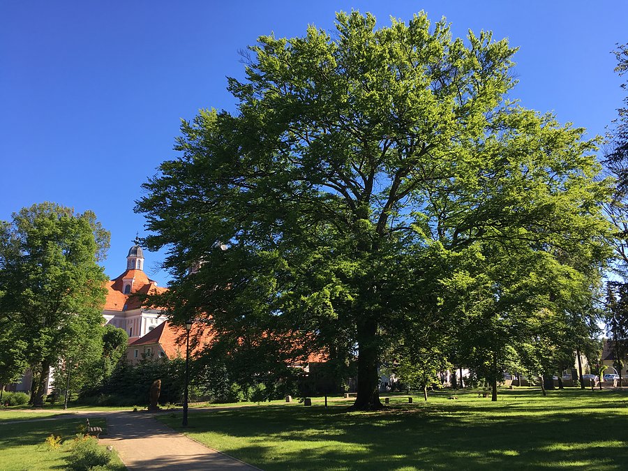 Pomnik przyrody / park w Sierakowie