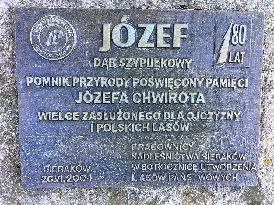 Dąb Józef - tabliczka informacyjna