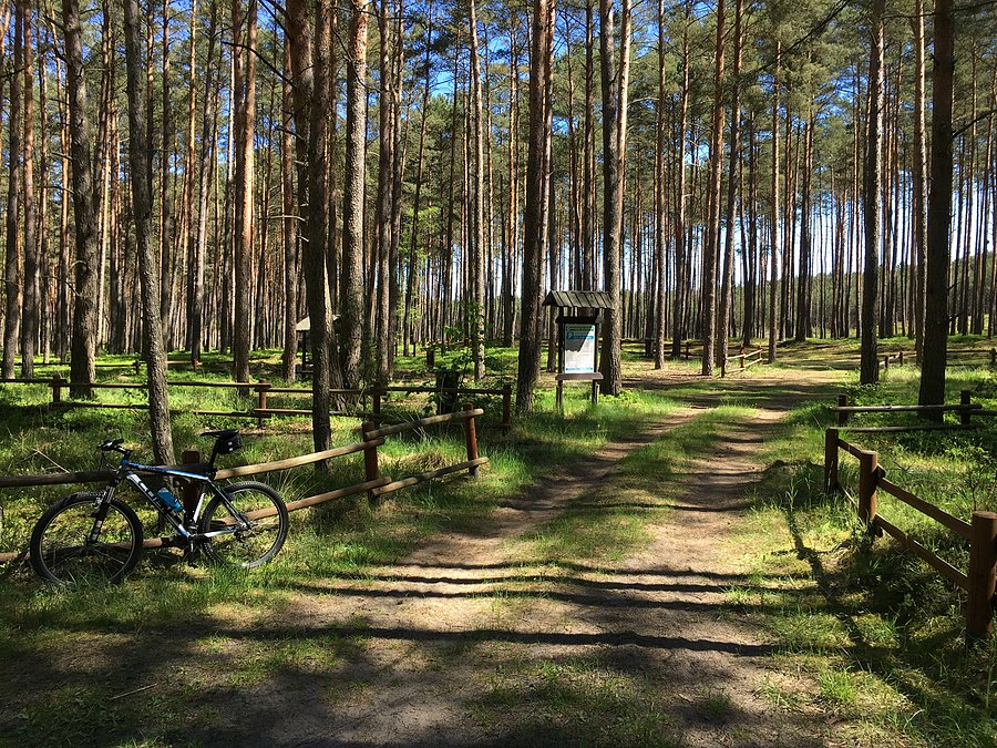 Leśna miejscówka przy DW-133 między Sierakowem a Borzysko-Młyn