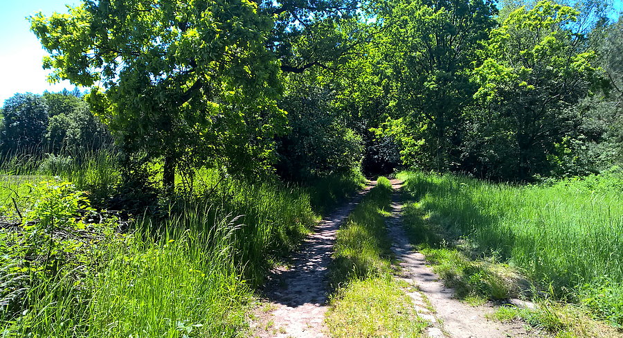 Na trasie Ladenthin - Nadrensee polnymi ścieżkami