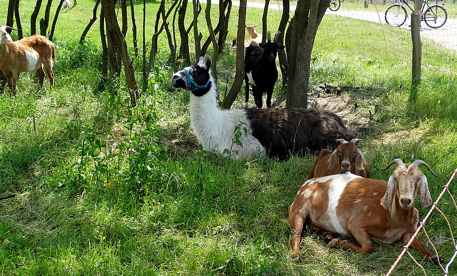 Prawie ogród zoologiczny w Blankensee