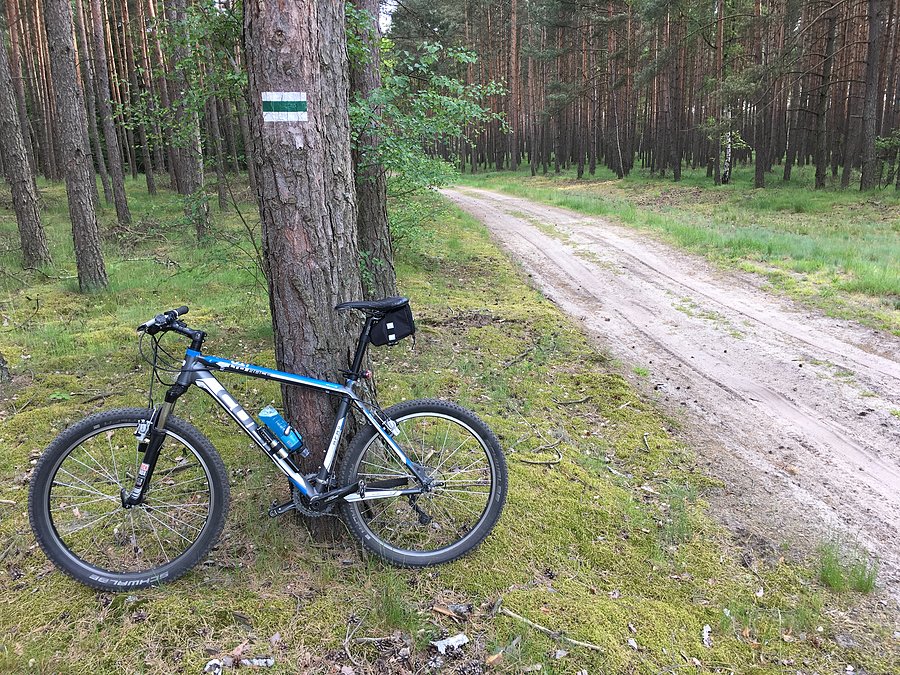 Puszcza Notecka - na zielonym szlaku