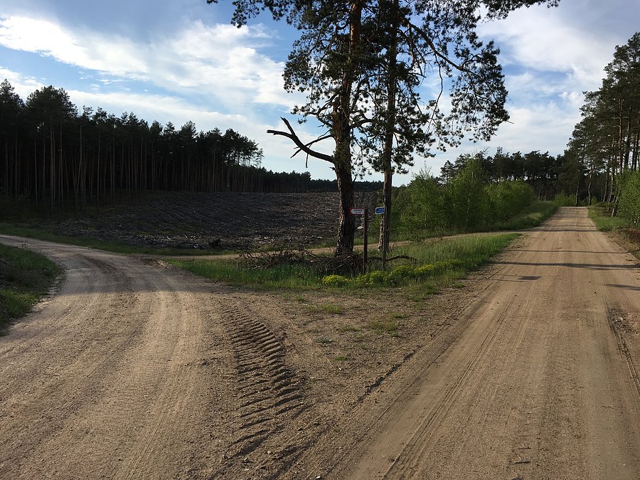 Puszczańskie drogi