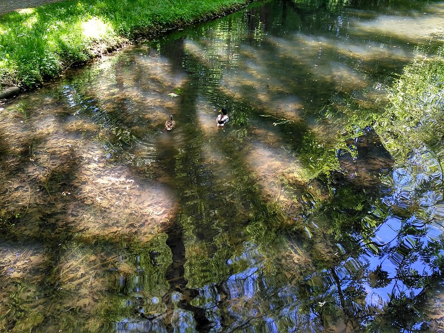 Nad rzeczką opodal krzaczka