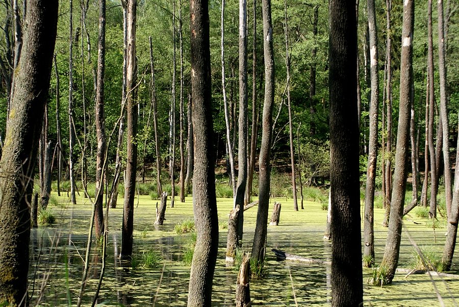 Las koło Gliny