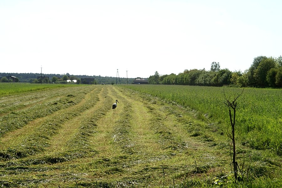 Kolejny bocian