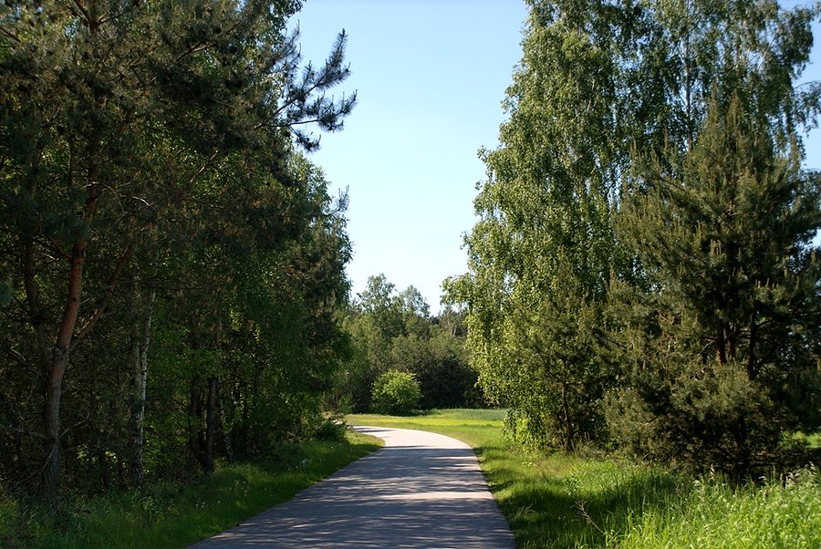 Ani jednego auta