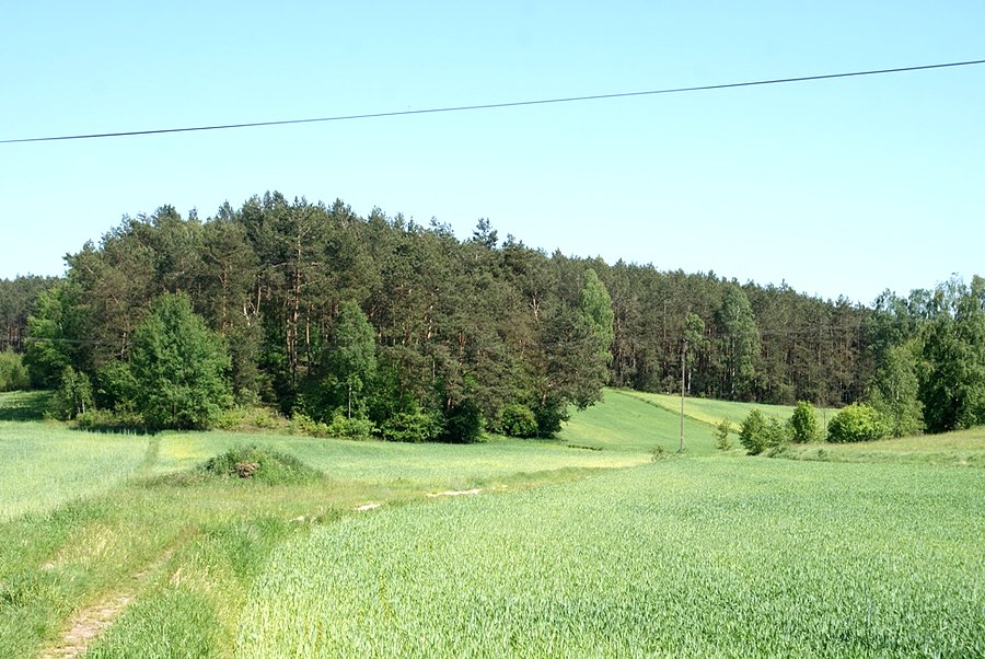 W gmienie Żelechlinek