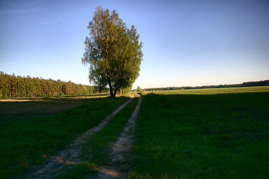 W drodze do Próchnowa