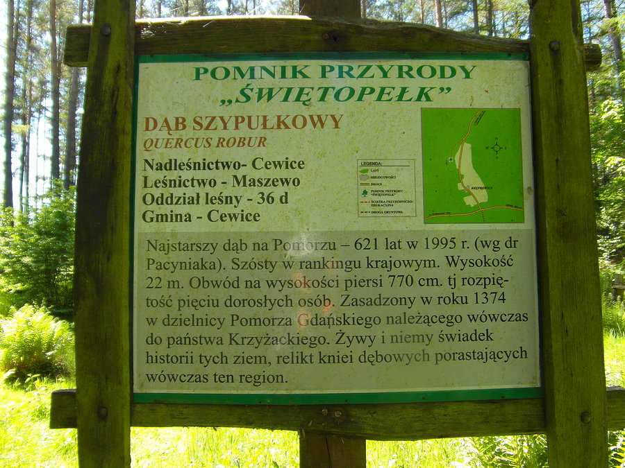 Dąb Świętopełek