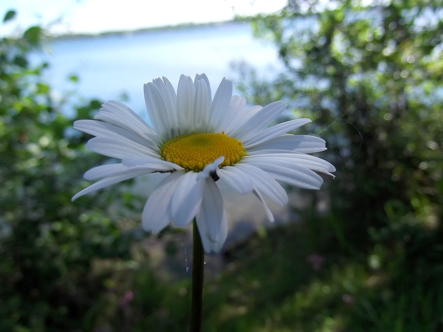 Kwiatki