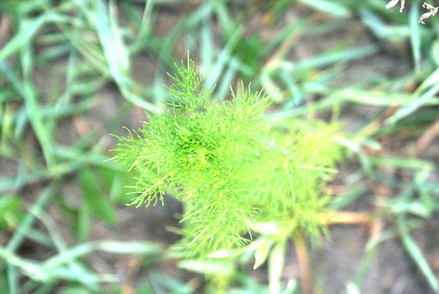 Zielony puchatek