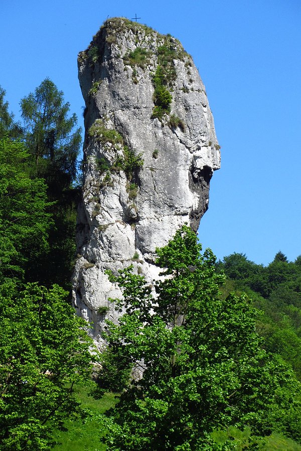 Maczuga Herkulesa