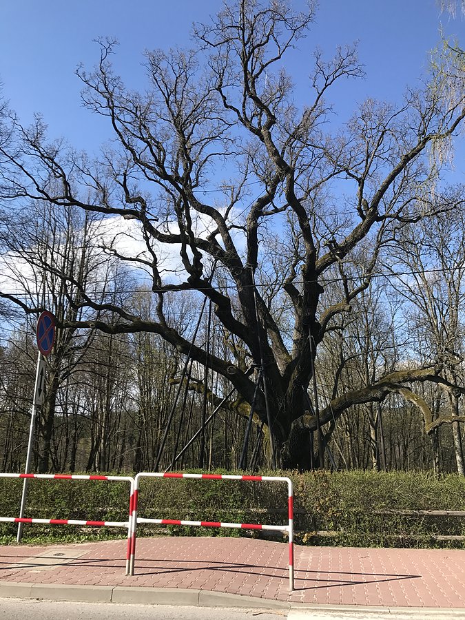 Słynny i stary Bartek