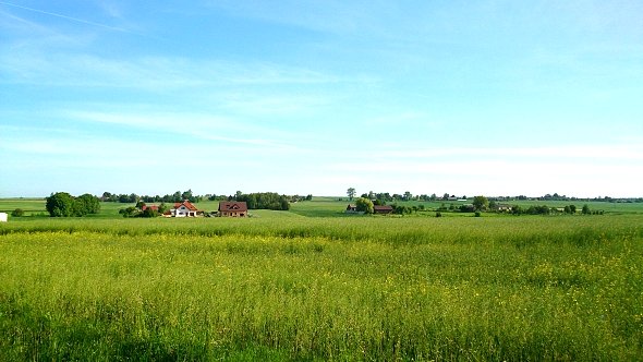 Pola w Skrzynicach