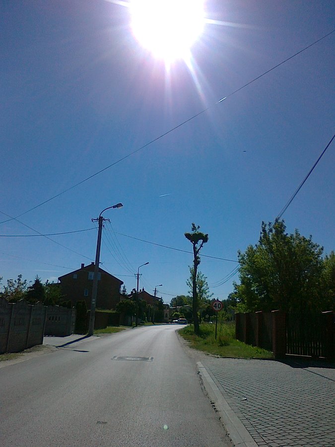 Trudno, żeby w tym gnieździe zamieszkał bocian, skoro rośnie w nim drzewko