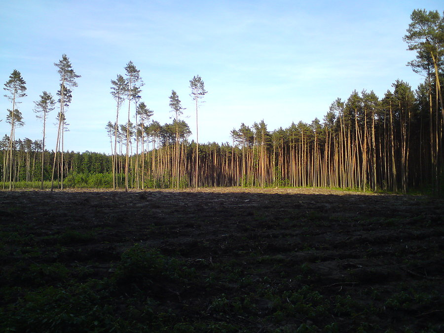 Nowa przestrzeń przy drodze leśnej Nowy Świat - Śmiechowice