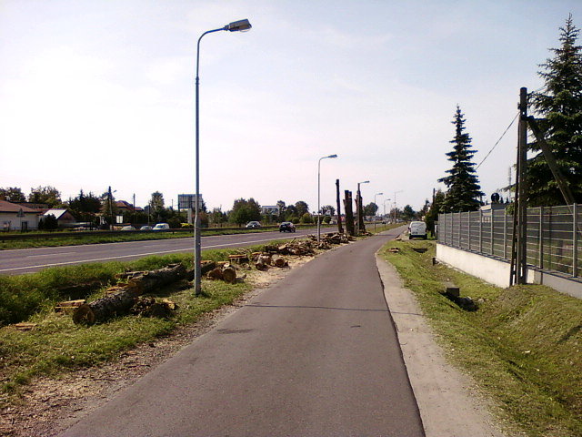 Wycięte topole