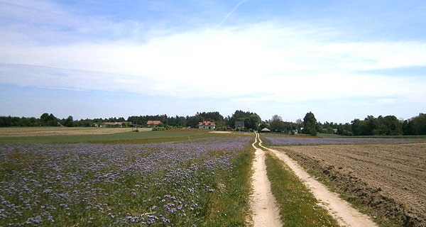 Fioletowe osty