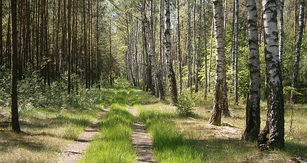 Ślepy leśny zaułek