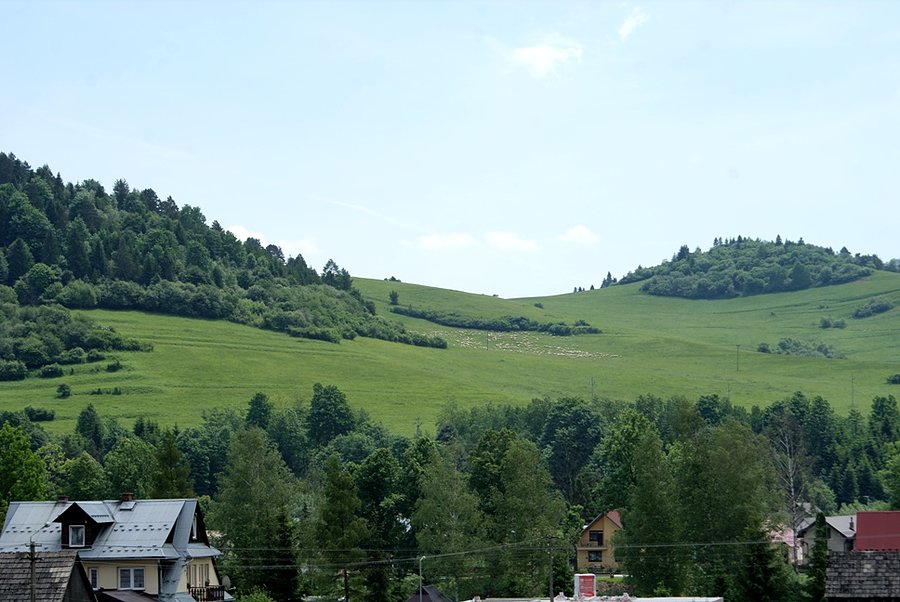 Widoczne owce na hali