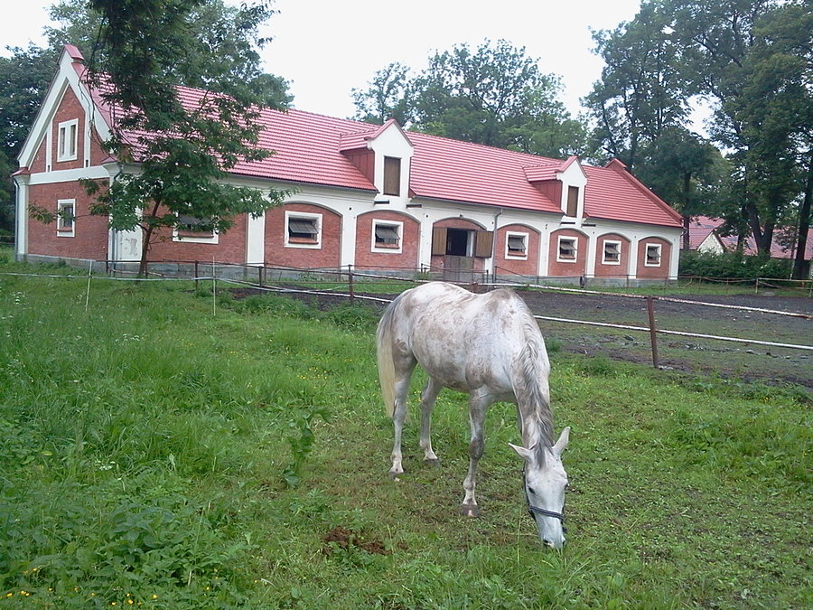 Ochaby stadnina koni
