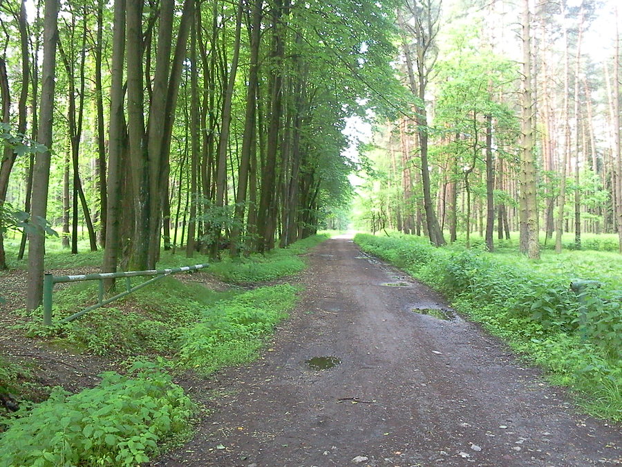 Przez las