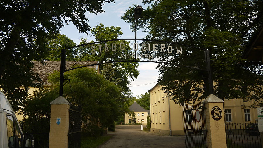 Sieraków - stadnina