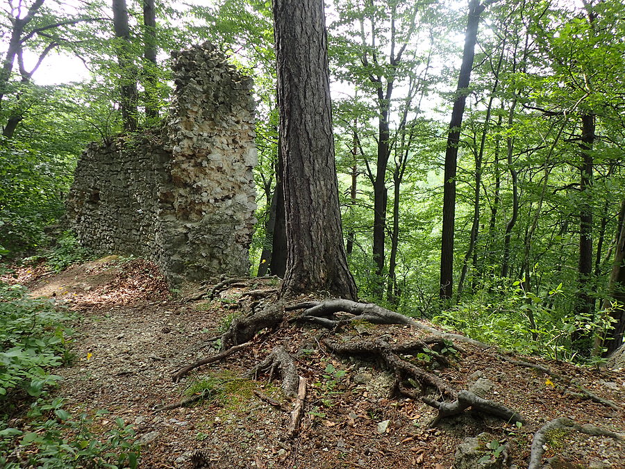 Ruiny murów zamku Udórz