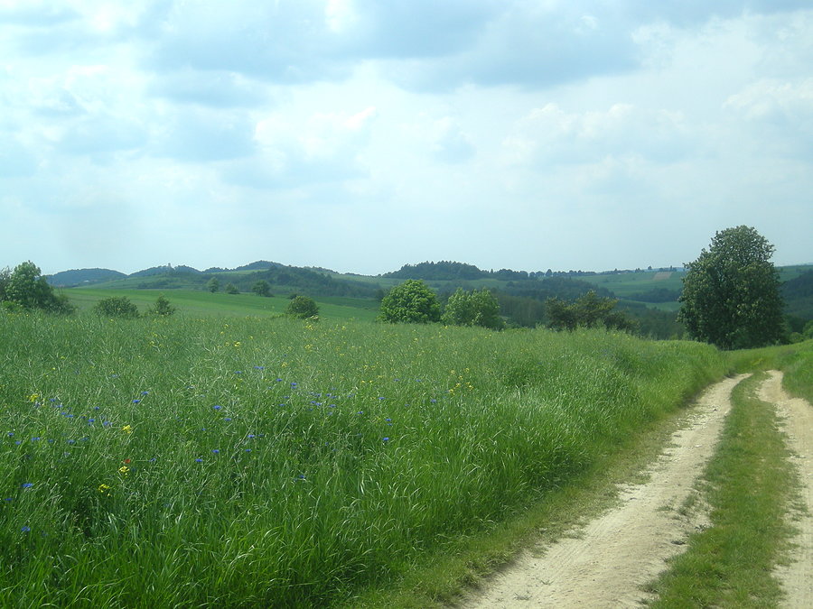 Na horyzoncie po lewej wieża zamku w Smoleniu
