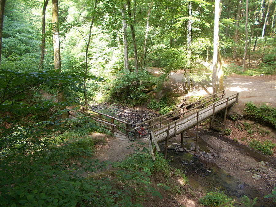 Bażantarnia - Mostek Elewów