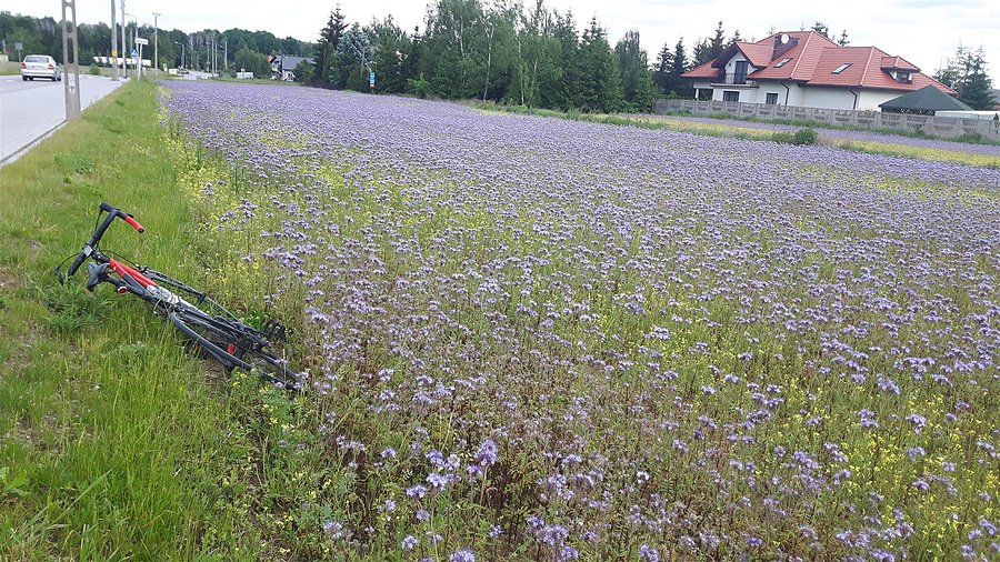 Fioletowe pole k/ Wilczej Góry