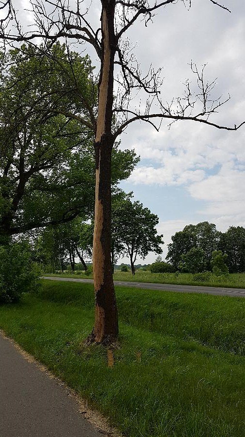Drzewo trafione piorunem