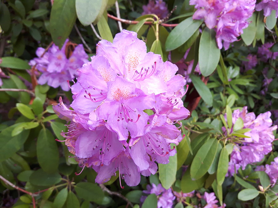 Różanecznik vel Rododendron