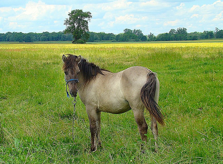 Koń VIII