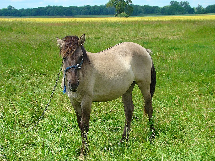 Koń VII