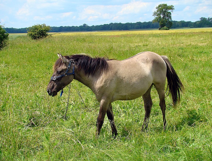 Koń IV