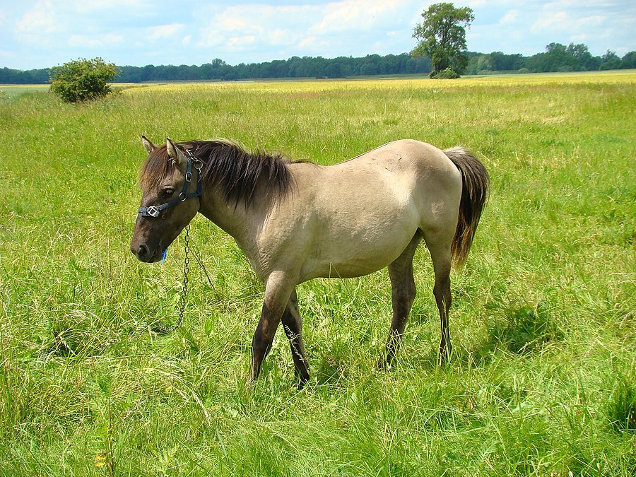 Koń V