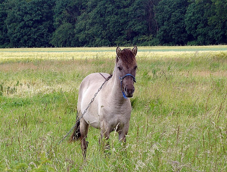 Koń I