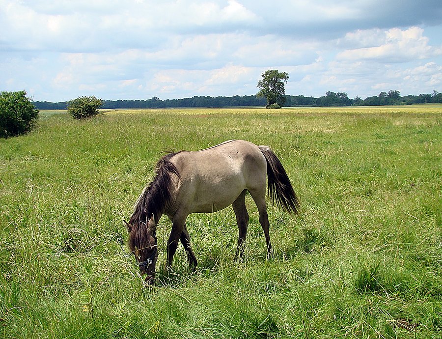 Koń III