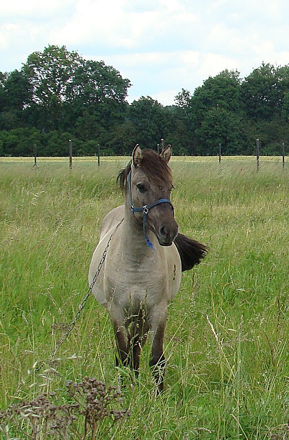 Koń X
