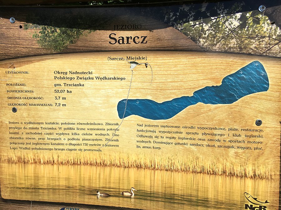 Jezioro Sarcz w Trzciance