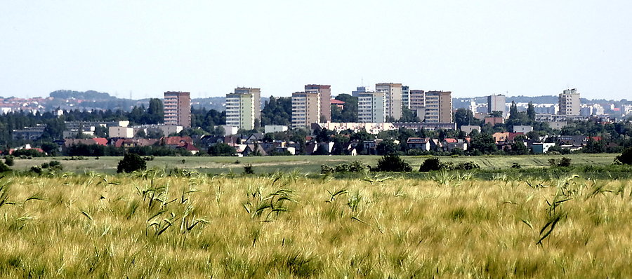Łany zboża i panorama Szczecina z trasy Kurów - Przecław, urocze dwa kilometry