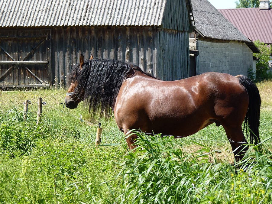 Piękny ogier