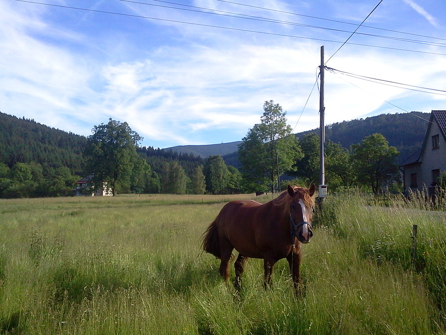 Konik