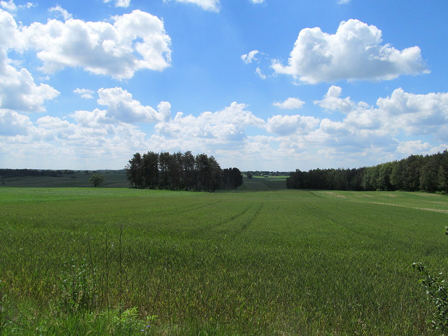 Widok z czerwonego w Rozworzynie w kierunku Brzezin