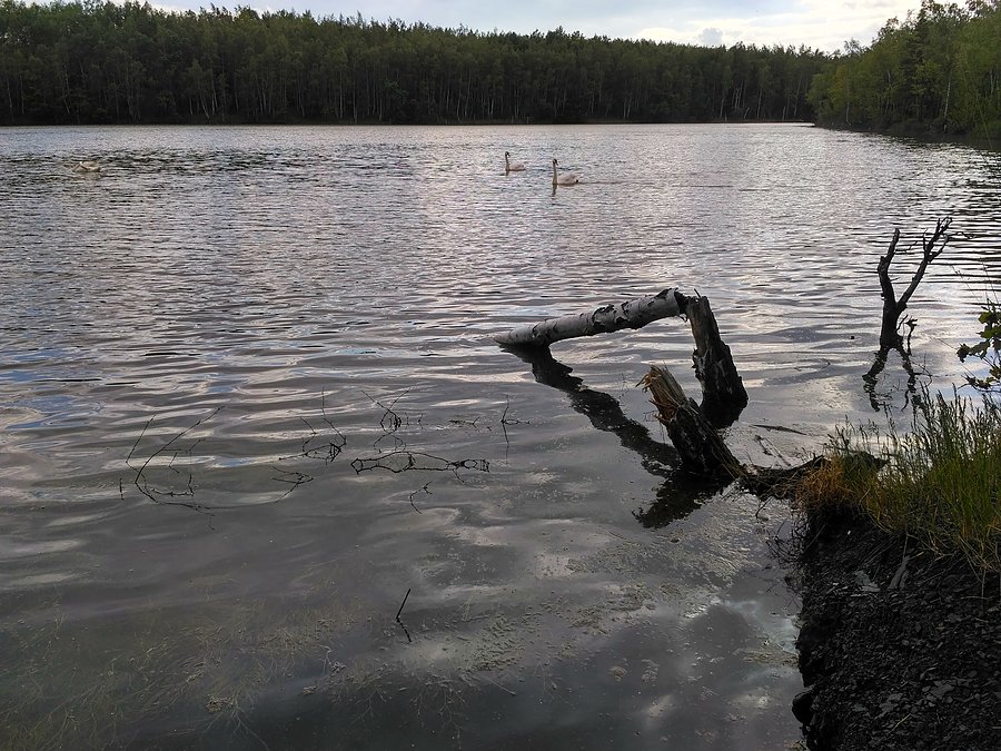 Staw przy hałdzie na Sośnicy