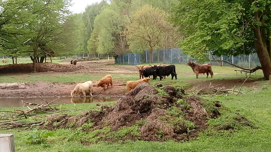 Ratatuj! Owłosione krowy!